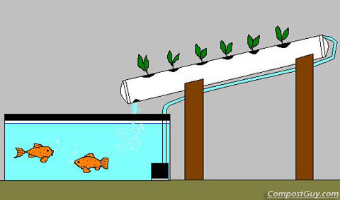 Live fish for aquaponics | Plans diy