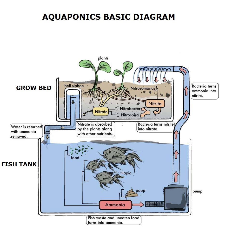 WHY IS THE NITROGEN CYCLE SO IMPORTANT TO AQUAPONICS ...