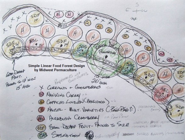 linea guild in permaculture food forest 