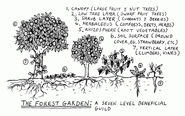 Forest-Garden