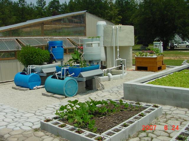 Aquaponics Barrel System